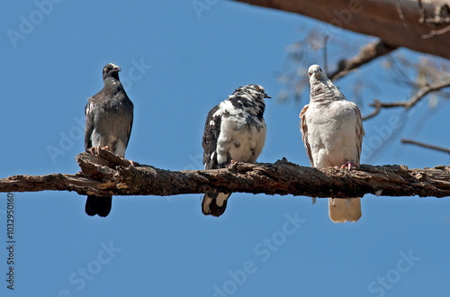 Beautiful and colorful birds in ecological reserves 