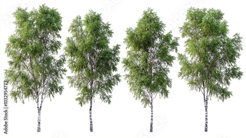 Set of Betula nigra River Birch isolated on a white background