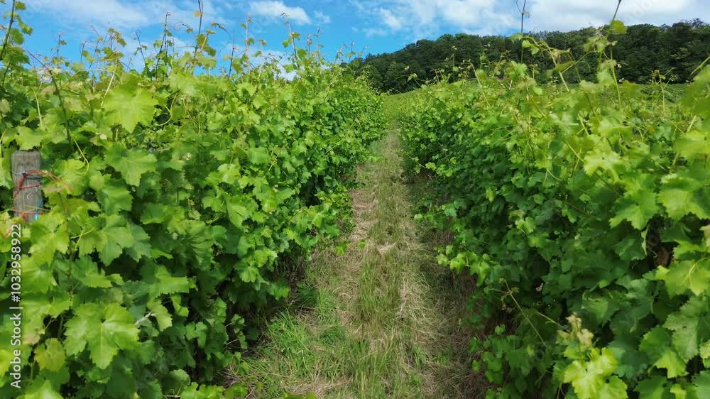 Weinberge durchwandern Weinberge durchwandern