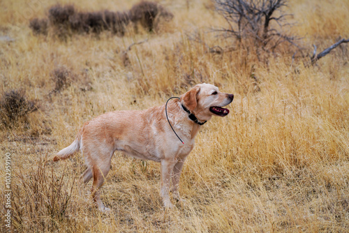 Yellow Labrador Retriever Hunting Dog with a GPS collar standing in tall grass in the arid Nevada Desert