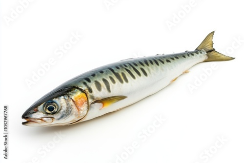 the beside view Japanese Spanish Mackerel, left side view, white copy space on right, Isolated on White Background photo