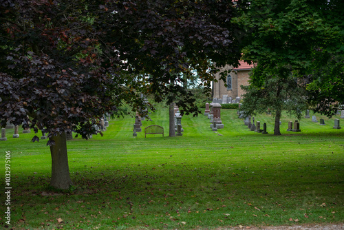 trees in the park