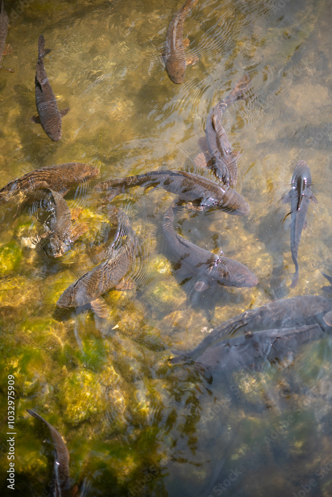 Obraz premium fish in the water