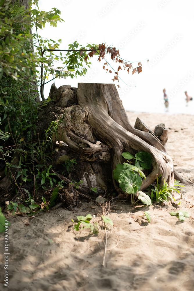 Fototapeta premium roots of tree