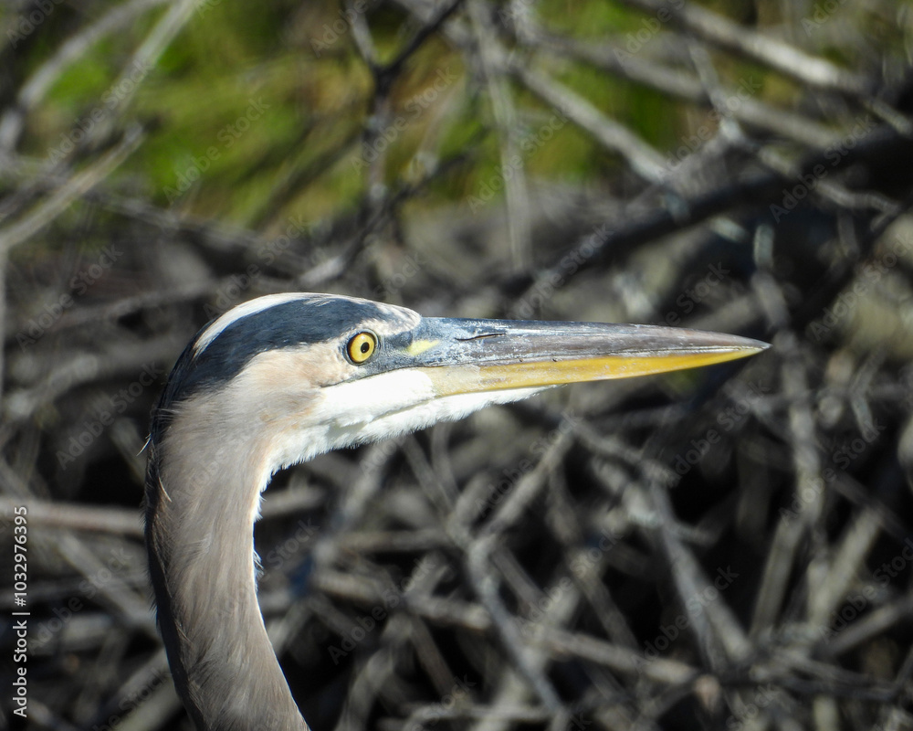 Great Blue Heron (Ardea herodias) North American Wading Bird Great Blue Heron (Ardea herodias) North American Wading Bird