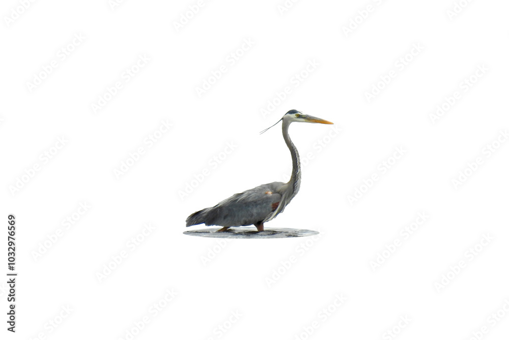 Great Blue Heron (Ardea herodias) North American Wading Bird Isolated on White Background Great Blue Heron (Ardea herodias) North American Wading Bird Isolated on White Background