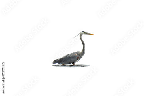 Great Blue Heron (Ardea herodias) North American Wading Bird Isolated on White Background