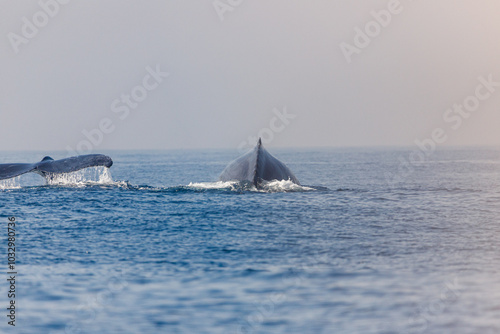 migration of humpback whales in the sea of ​​Rio de Janeiro.