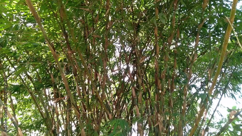 bamboo forest on a sunny day. bamboo forest on a sunny day.