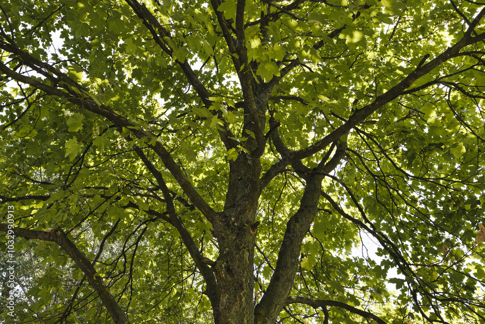 A big tree in Bucov Park, Ploiesti, Big green chestnut tree with branches and leaves, Romania. A big tree in Bucov Park, Ploiesti, Big green chestnut tree with branches and leaves, Romania.