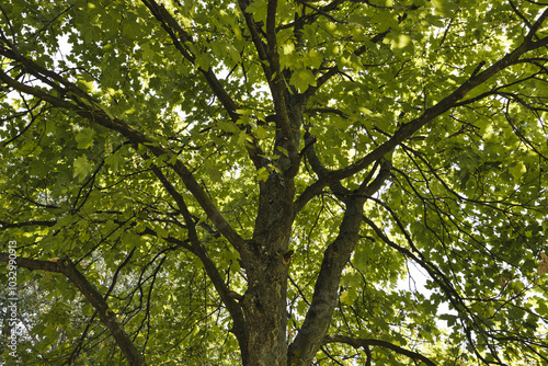 Canvastavla A big tree in Bucov Park, Ploiesti, Big green chestnut tree with branches and leaves, Romania