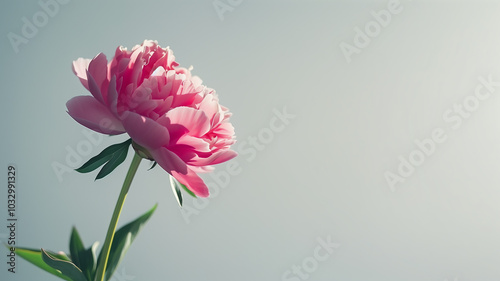 Close-Up of Elegant Pink Peony Flower on Minimal Background with Copy Space for Text