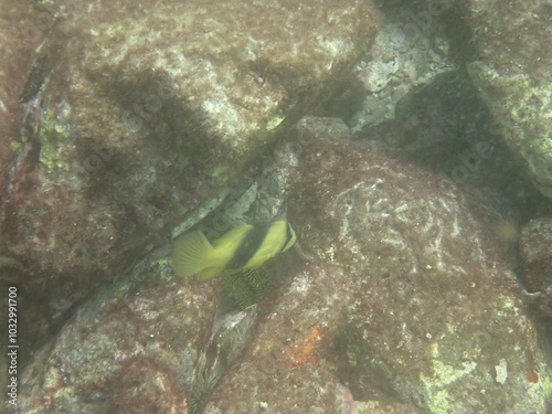 海の岩場を泳ぐ黄色い魚のキハッソク photo