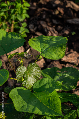 Wallpaper Mural Close-up of broad green leaves illuminated by sunlight with water droplets, showcasing their natural texture and veins, in an outdoor garden setting with a blurred background.
 Torontodigital.ca