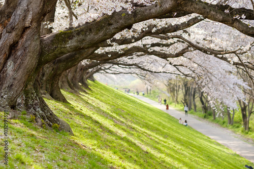 背割堤の満開の桜並木　京都府