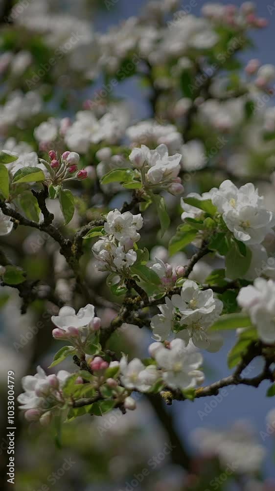 The Beautiful Blossoming Apple Tree Flowers During the Beautiful Springtime Season The Beautiful Blossoming Apple Tree Flowers During the Beautiful Springtime Season