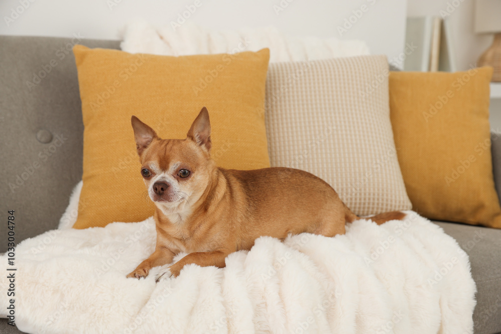 Cute chihuahua dog on sofa in room Cute chihuahua dog on sofa in room