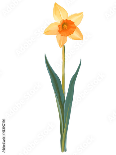 Orange daffodil hand drawn paint art illustration painting isolated white background transparent png