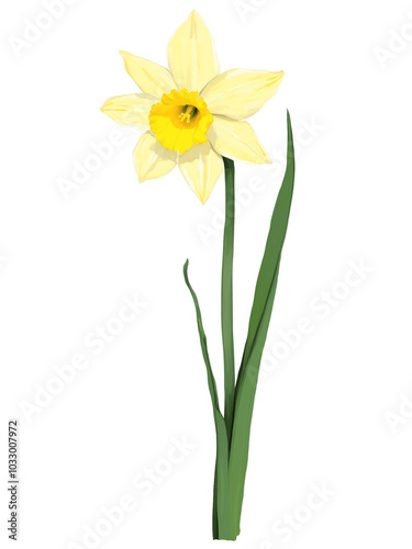 Yellow daffodil hand drawn paint art illustration painting isolated white background transparent png