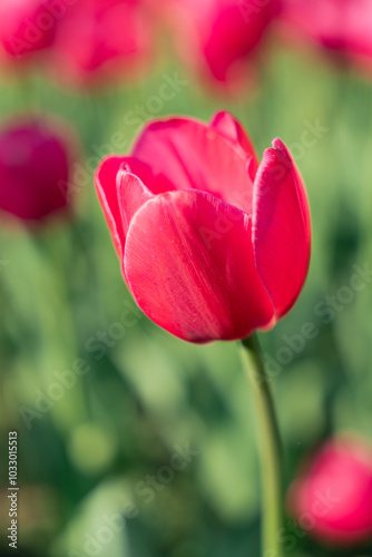 pink tulip in the garden