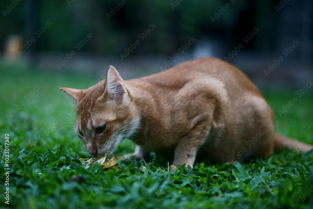 cat in grass cat in grass
