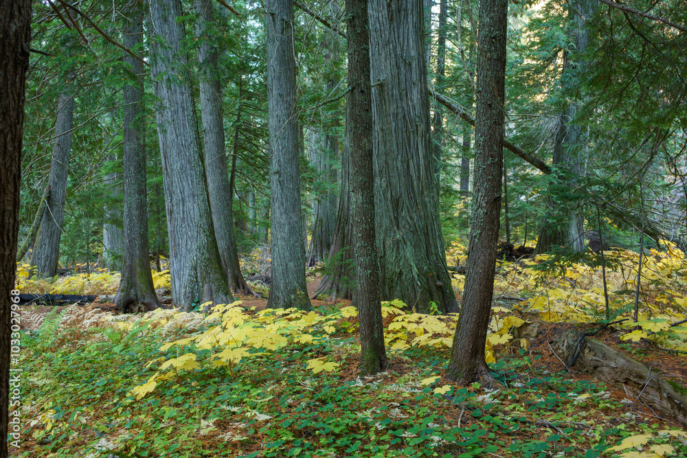 Fototapeta premium Settler's Grove of Ancient Cedars
