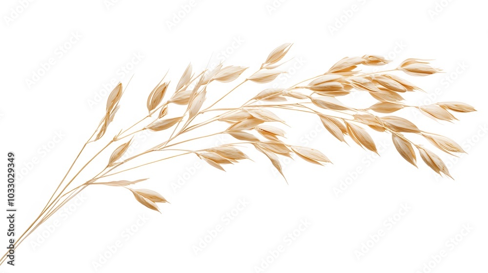 Oat plant isolated on white without shadow clipping path. Oat plant isolated on white without shadow clipping path.