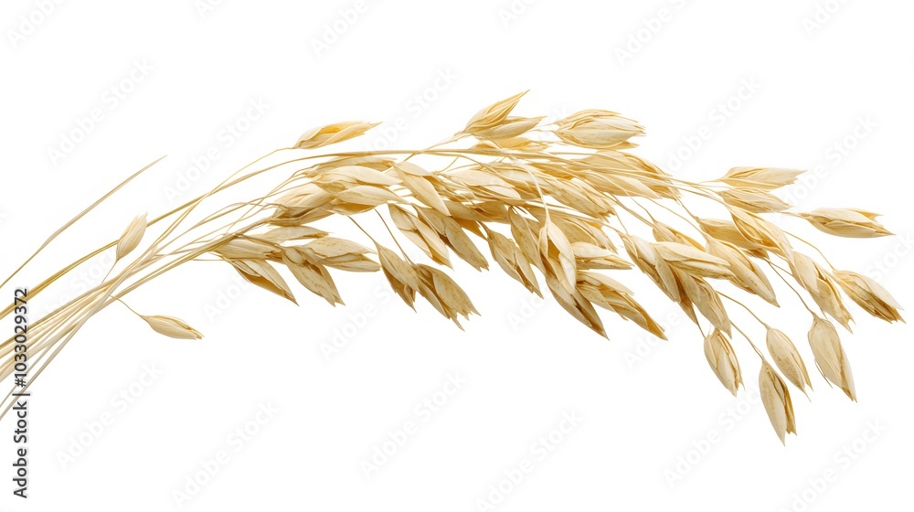 Oat plant isolated on white without shadow clipping path. Oat plant isolated on white without shadow clipping path.