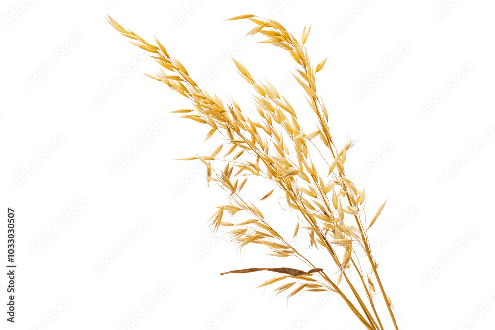 ripe oatmeal plant isolated on white background. ripe oatmeal plant isolated on white background.