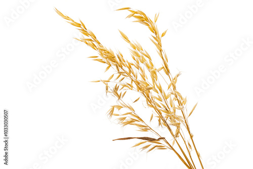 ripe oatmeal plant isolated on white background.