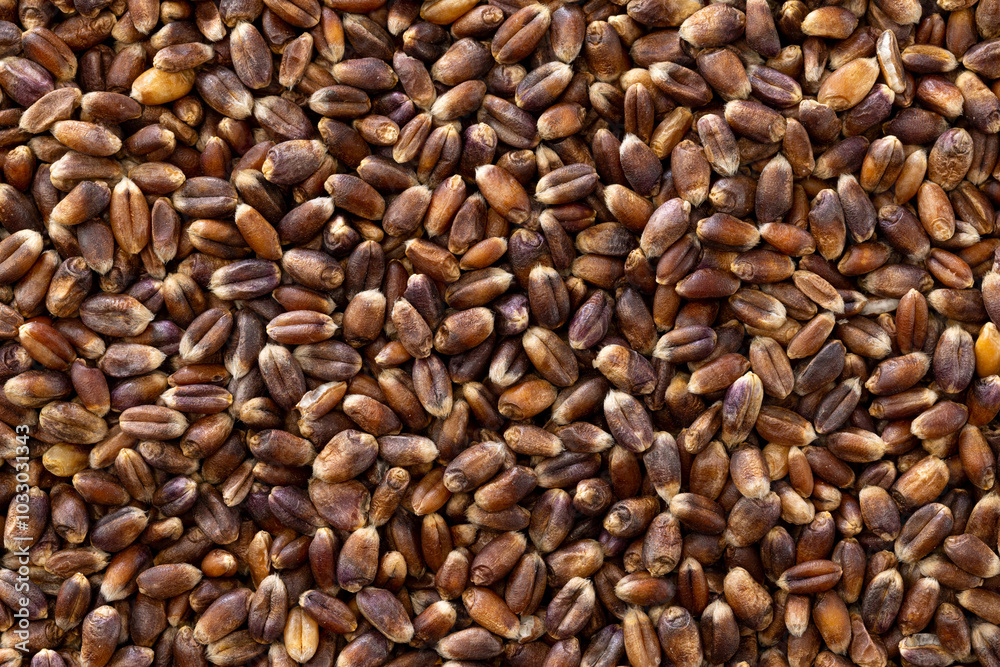 close up shots of rye kernel