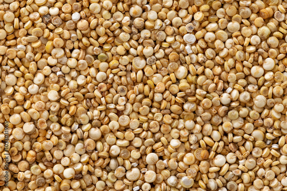 close up of quinoa seeds close up of quinoa seeds