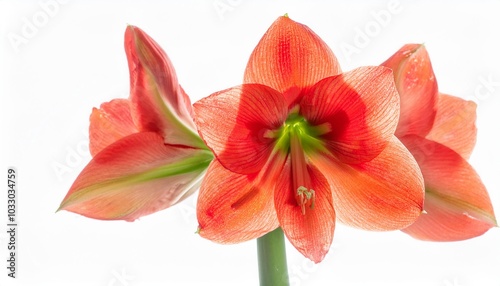 Amaryllis on white background isolated. Beautiful flower.