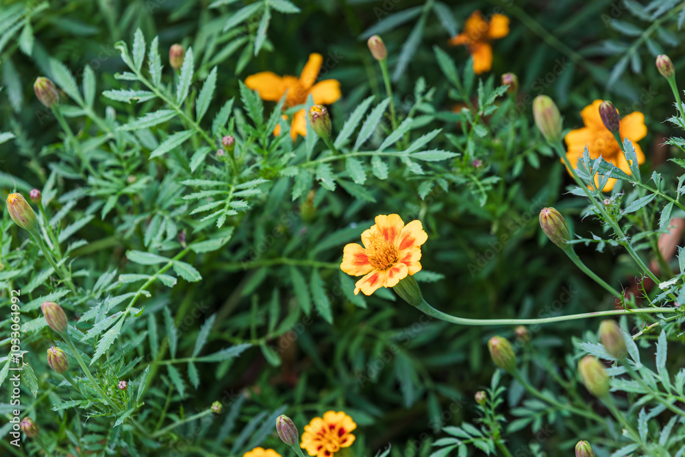 Golden French marigolds found on a country road. Tagetes patula Golden French marigolds found on a country road. Tagetes patula