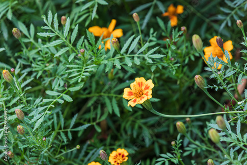 Golden French marigolds found on a country road. Tagetes patula