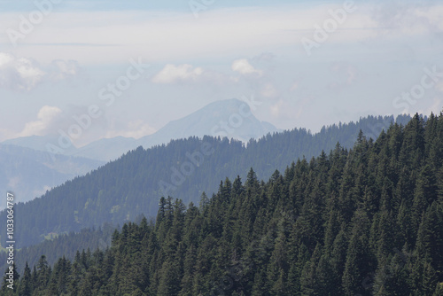 Forest Hill Range In Summer