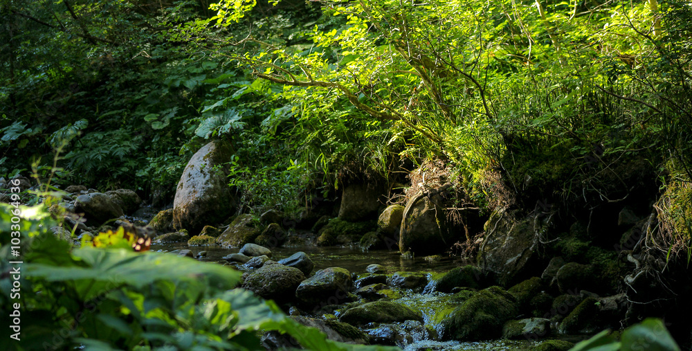 Shore of A Small Mountain Creek Shore of A Small Mountain Creek
