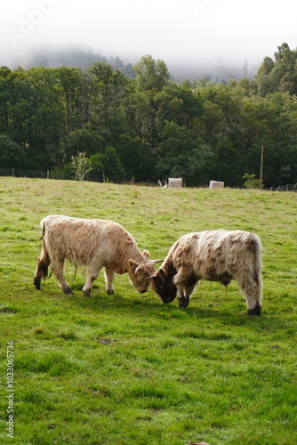 highland cow in a field