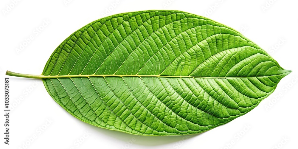 Silhouette of kratom leaf isolated on white background