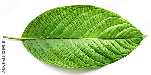 Obraz na płótnie Silhouette of kratom leaf isolated on white background w salonie