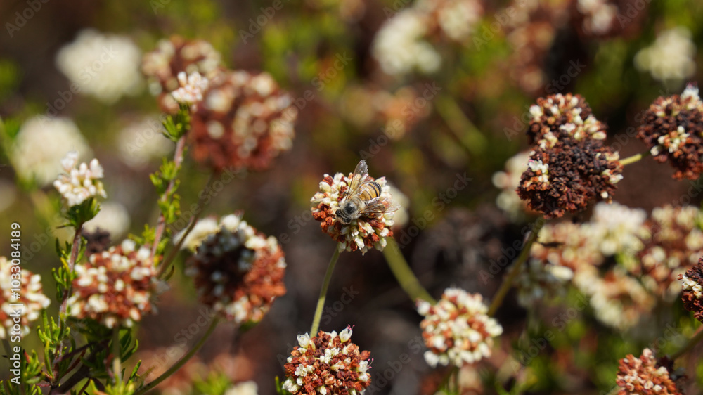 Naklejka premium bee and flowers in the forest