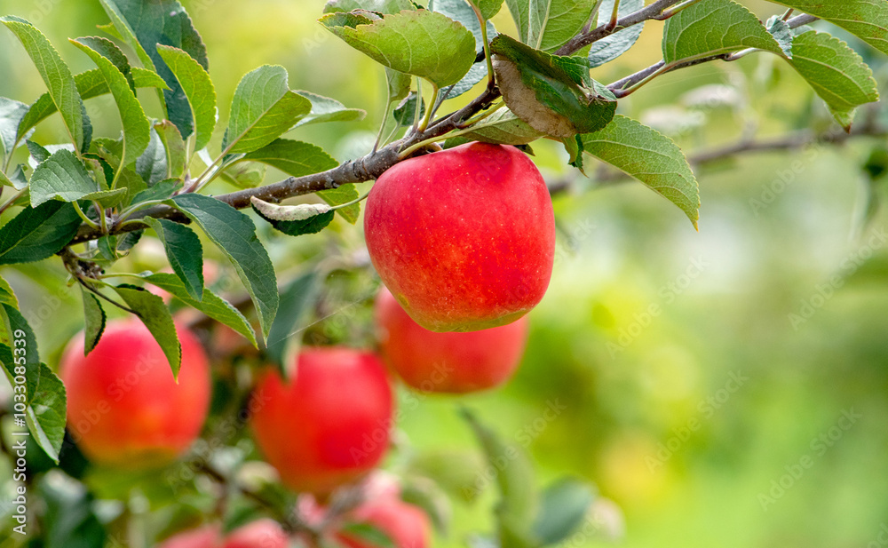 close up of apples growing on a branch in a apple orchard close up of apples growing on a branch in a apple orchard