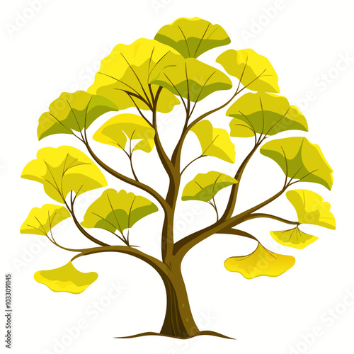Ginkgo tree on white background