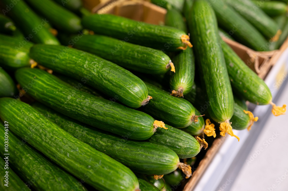 A bunch of green fresh cucumbers on the supermarket counter A bunch of green fresh cucumbers on the supermarket counter