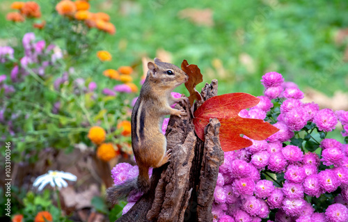 chipmunk climbs up a log to check for danger