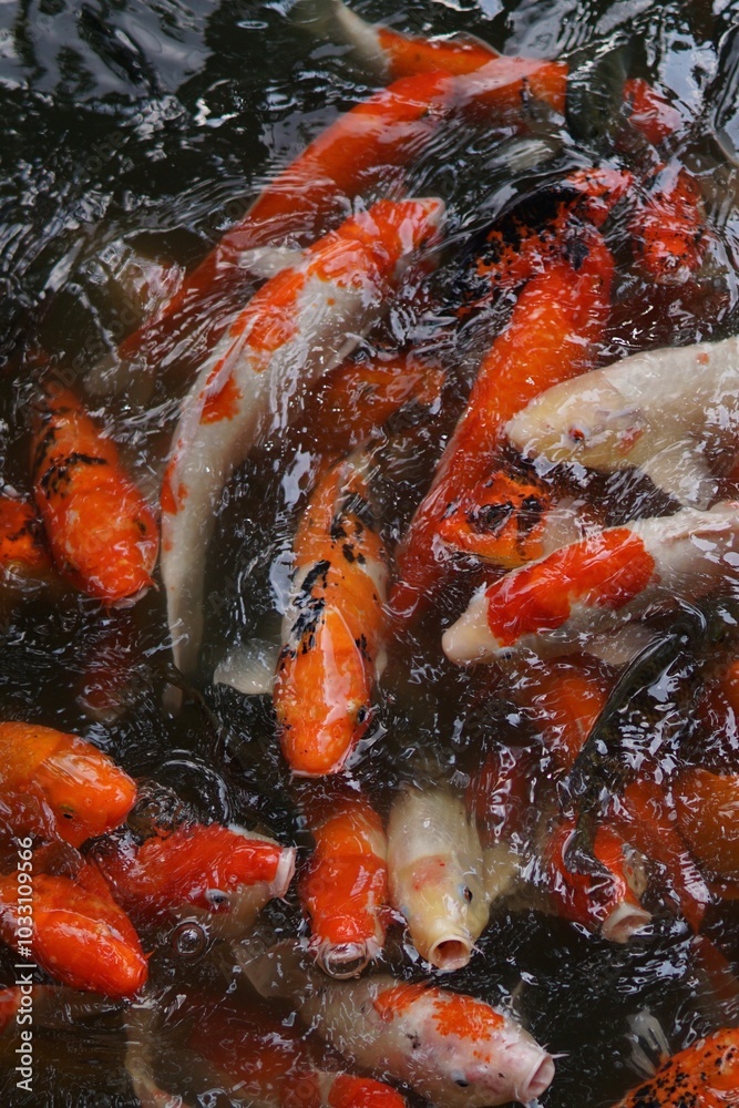 Orange and white koi carp in water Orange and white koi carp in water