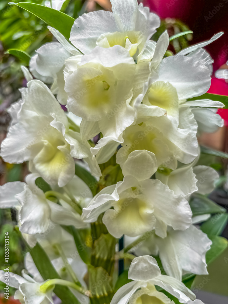 Orchidée dendrobium blanche Orchidée dendrobium blanche