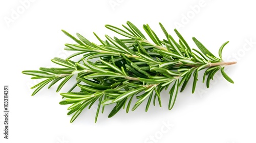 Rosemary isolated on white background. 