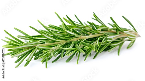 Rosemary isolated on white background. 