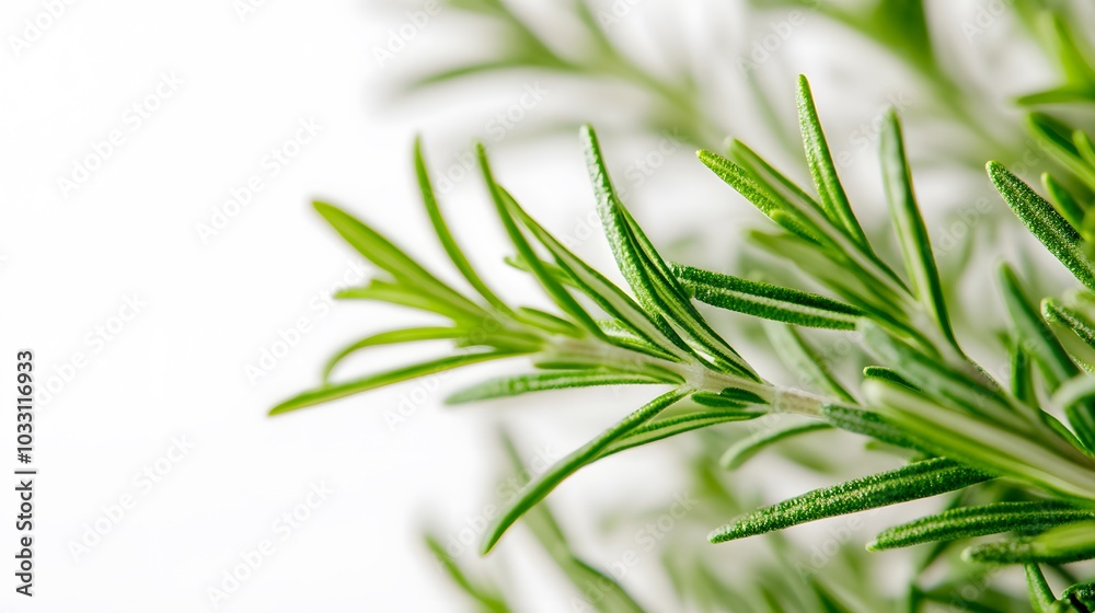 Rosemary isolated on white background. Rosemary isolated on white background.